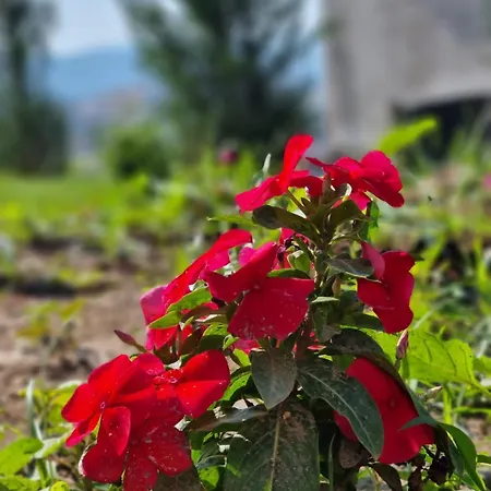 View * Αλέσιον